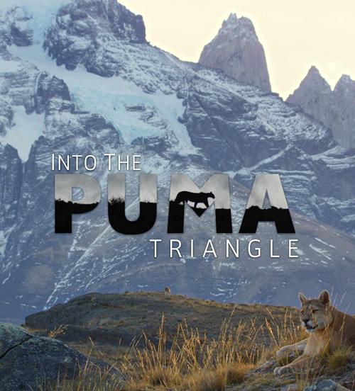 Into the Puma Triangle