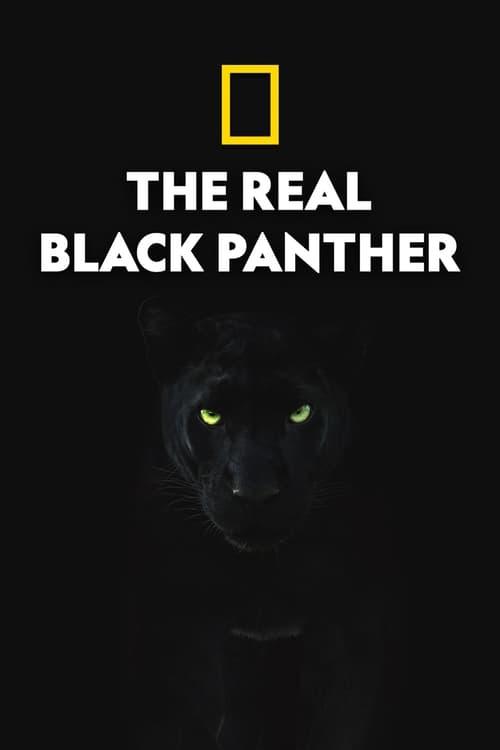 The Real Black Panther