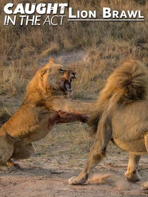 Caught in the Act Lion Brawl
