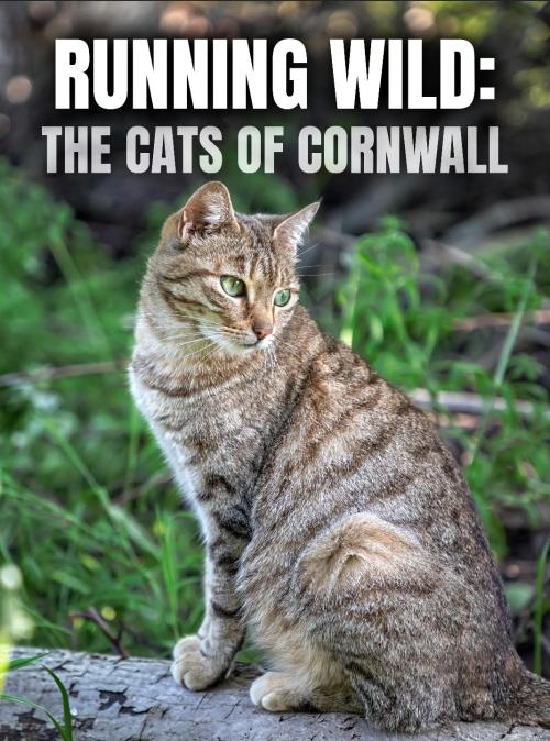 Running Wild: The Cats of Cornwall