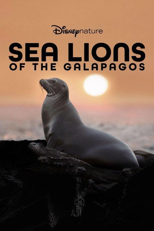 Sea Lions of the Galapagos Sea Lions of the Galapagos