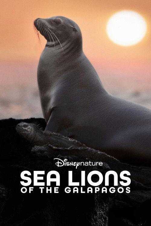 Sea Lions of the Galapagos